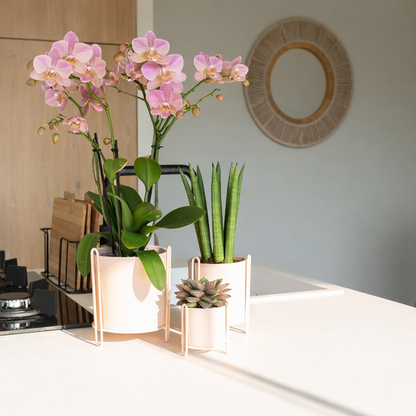 Oudroze Orchidee Pure Treviso - Ø9cm