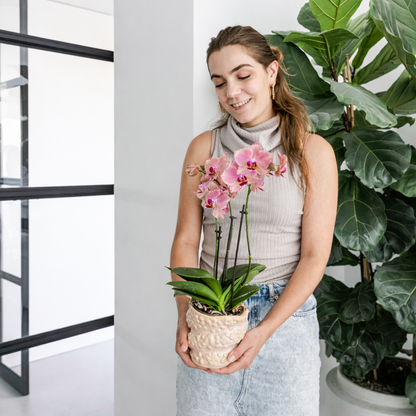 COMBI DEAL - 2 Oranje/Roze Pure Picotee Orchideeën - Ø12cm