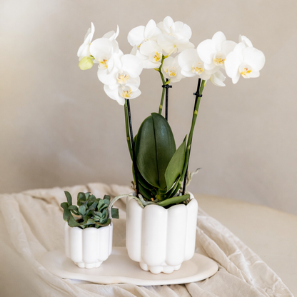 Witte Orchidee Anna - Ø9cm