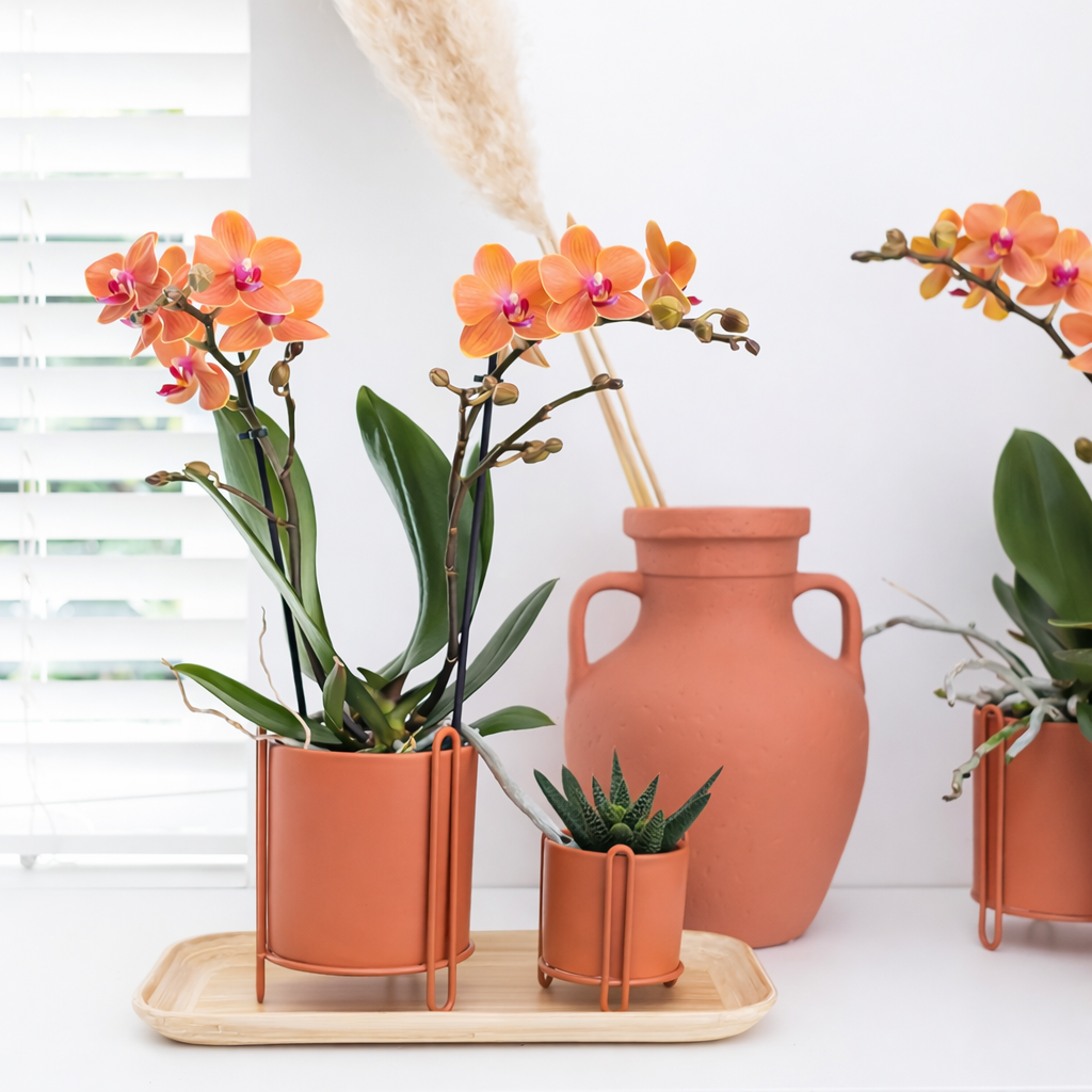 Oranje Orchidee Bolzano - Ø9cm