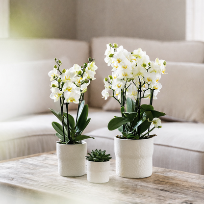 Witte Orchidee Suzanne - Ø12cm