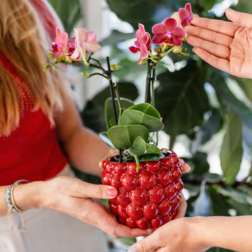 Sierpot Berry - D 9 cm