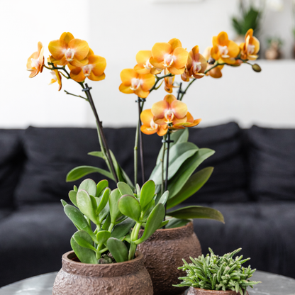 COMBI DEAL - 2 Las Vegas Orchideeën - Ø12cm
