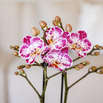 Roze/Paarse Orchidee Cassie - Ø9cm