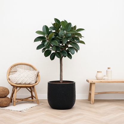 Ficus Elastica Robusta Op Stam - H 130 cm - Ø 24 cm