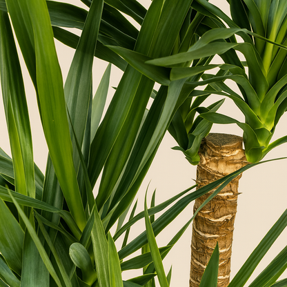 Yucca Elephantipes Vertakt Incl. Porto Mand - H 90 cm - Ø 24 cm
