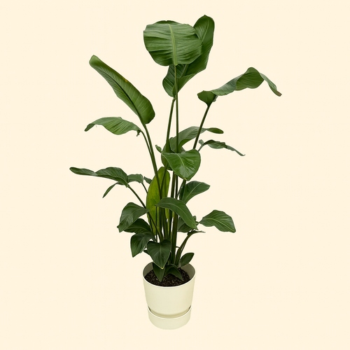 Strelitzia Nicolai Incl. Elho Greenville  Wit - H 160 cm - Ø 30 cm