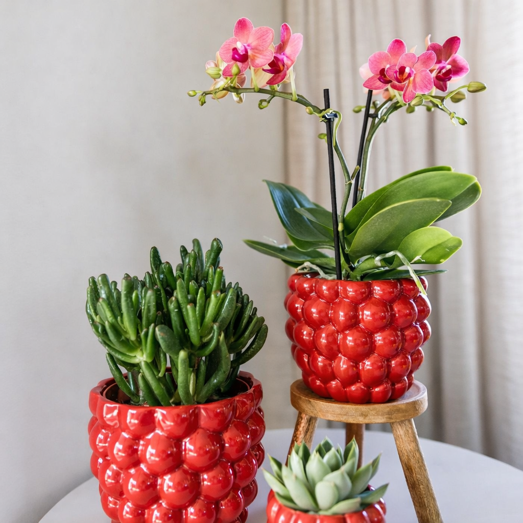 Sierpot Berry - D 9 cm