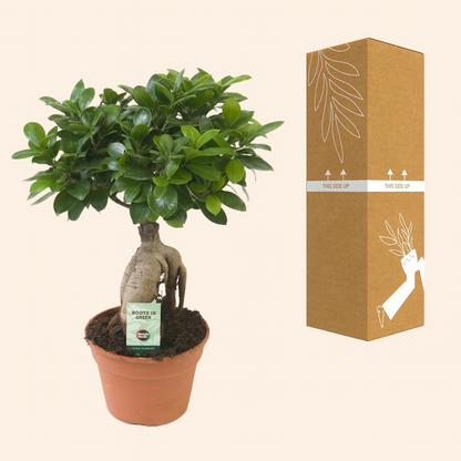 Ficus Microcarpa Ginseng - H 40 cm - Ø 17 cm