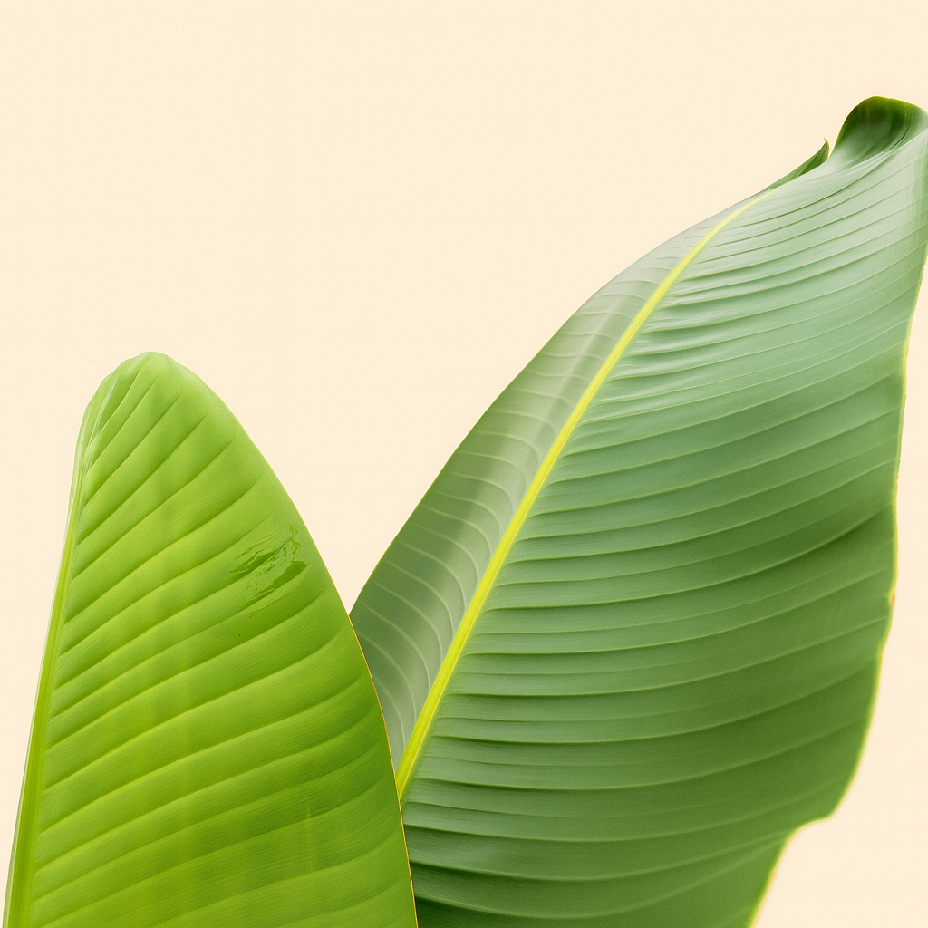 Strelitzia Augusta - H 210 cm - Ø 30 cm