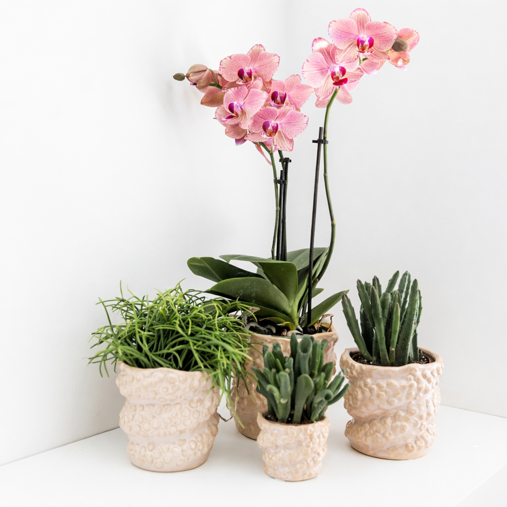 COMBI DEAL - 2 Oranje/Roze Pure Picotee Orchideeën - Ø12cm