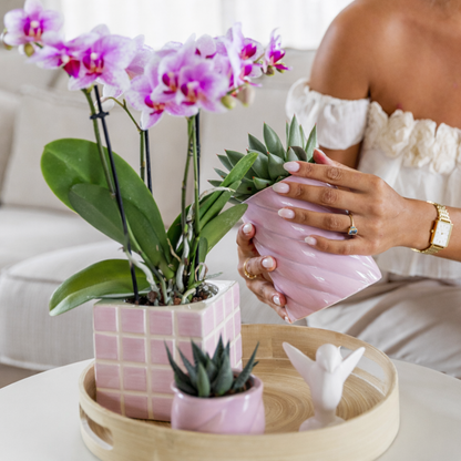 Roze Orchidee Almera - Ø9cm