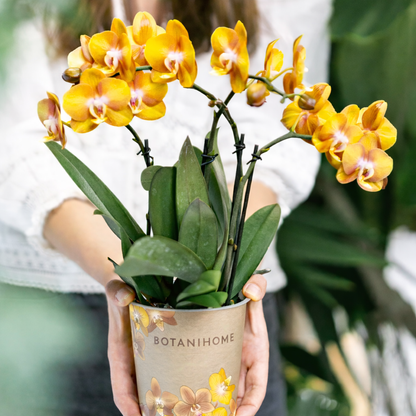 Oranje Orchidee Las Vegas - Ø12cm