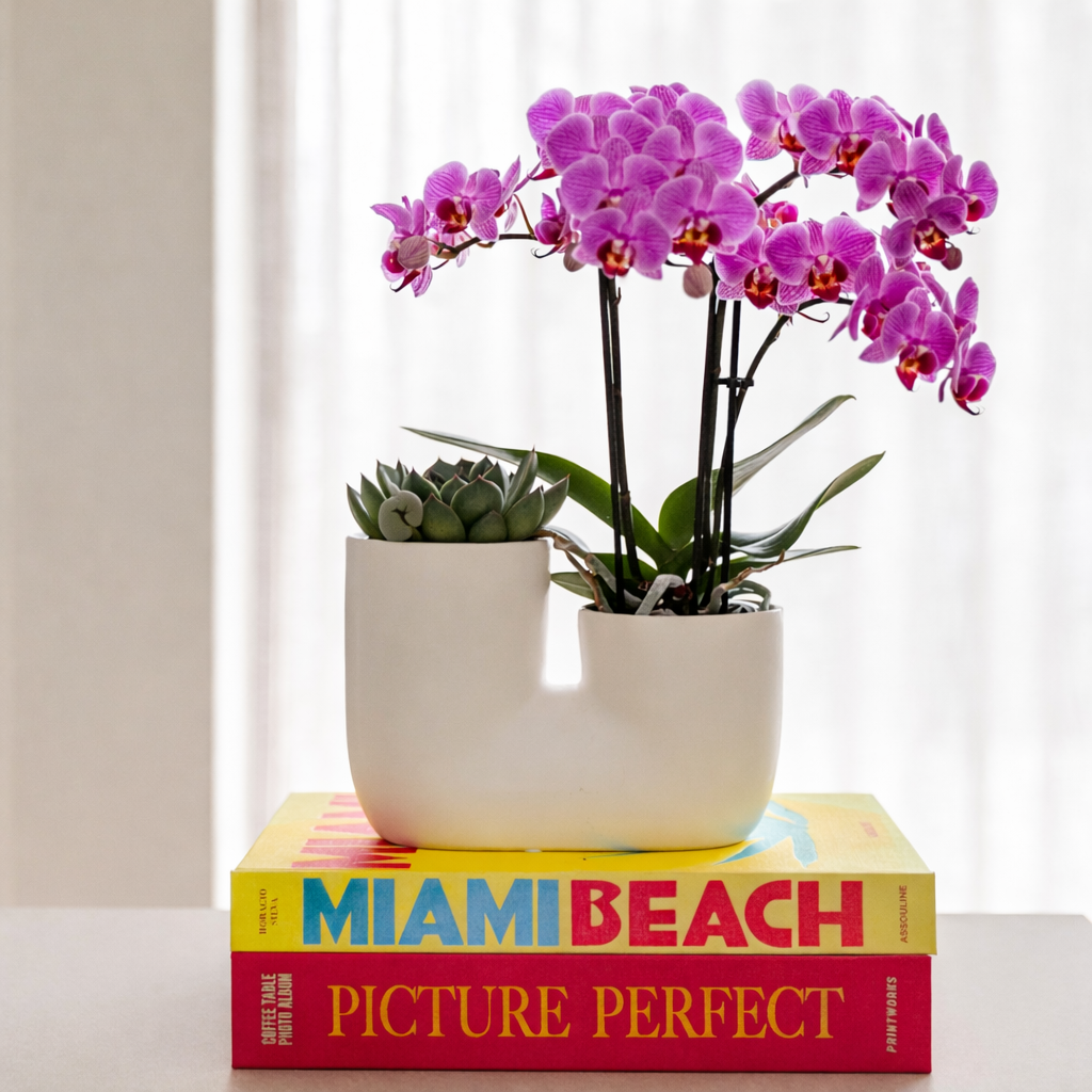 Paars Roze Orchidee Vienna - Ø9cm