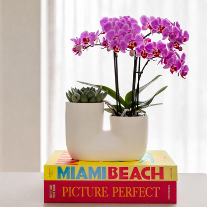 Paars Roze Orchidee Vienna - Ø9cm