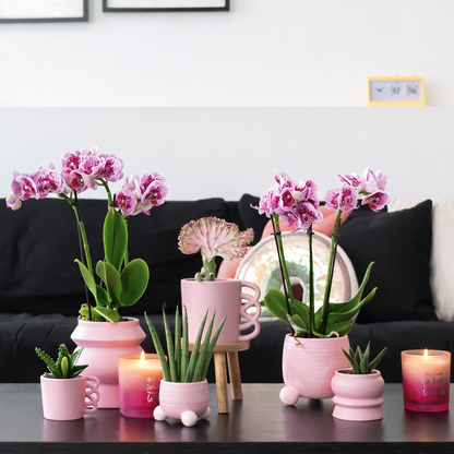 COMBI DEAL - 2 Paars/Roze Madrid Orchideeën - Ø9cm