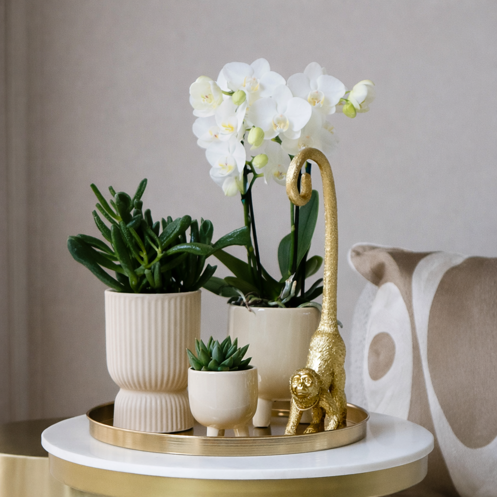 Gift Set Luxury Living