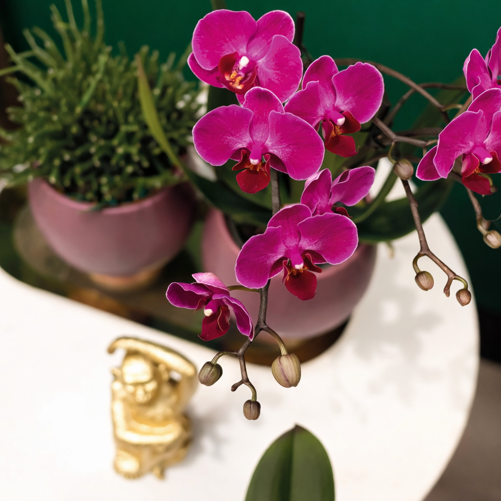 COMBI DEAL - 2 Paarse Morena Orchideeën - Ø9cm