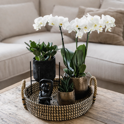 Gift Set Urban Nature