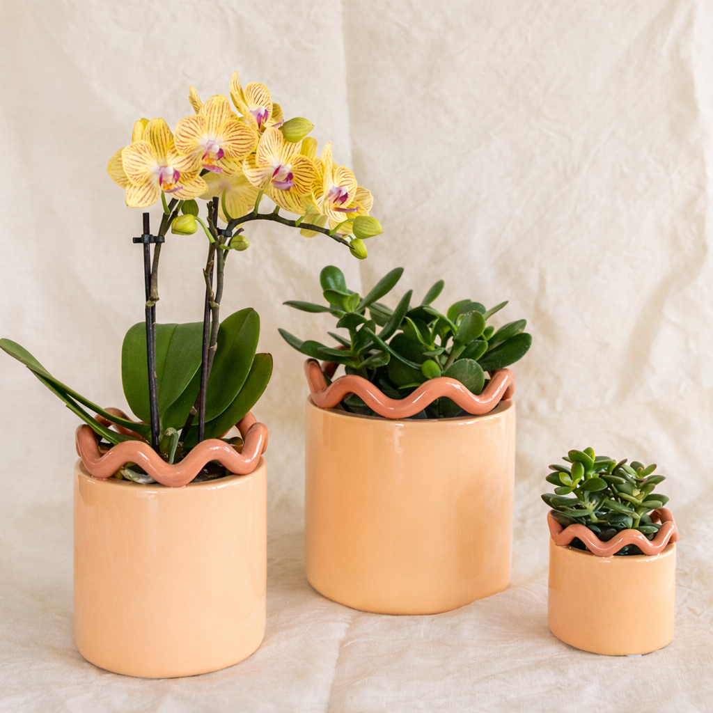 Gele Orchidee Yelly - Ø9cm