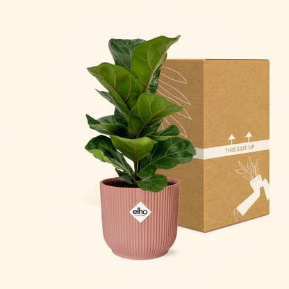 Ficus Lyrata Bambino Incl. Elho Vibes Roze - H 40 cm - Ø 14 cm
