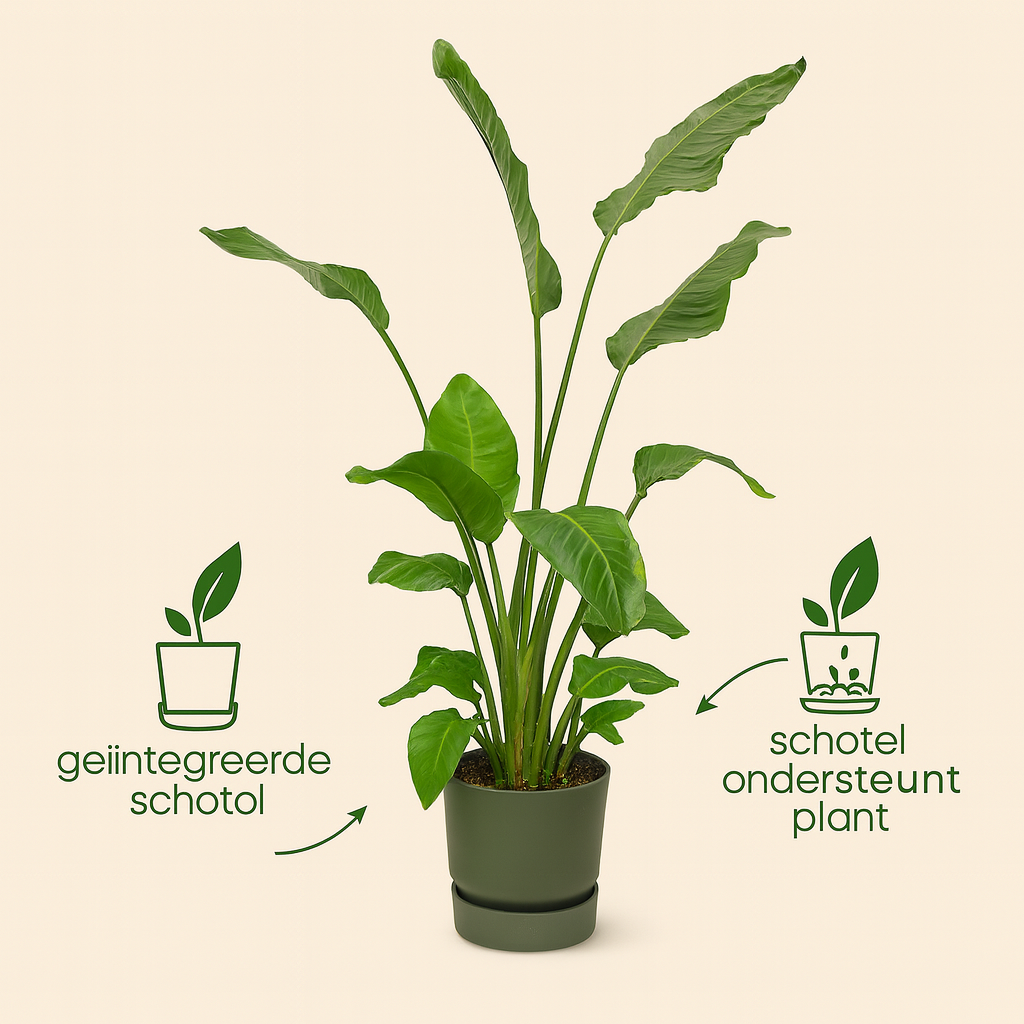 Strelitzia Nicolai Incl. Elho Greenville Bloempot Groen - H 160 cm - Ø 30 cm