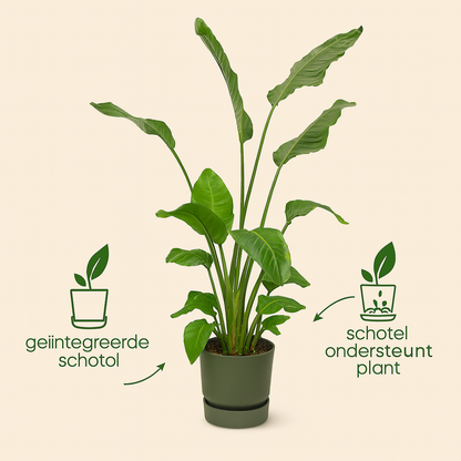 Strelitzia Nicolai Incl. Elho Greenville Bloempot Groen - H 160 cm - Ø 30 cm