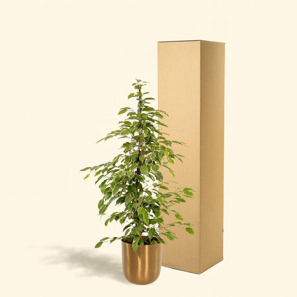Ficus Benjamina Goldenking Incl. Bloempot Mayk Goud - H 95 cm - Ø 21 cm