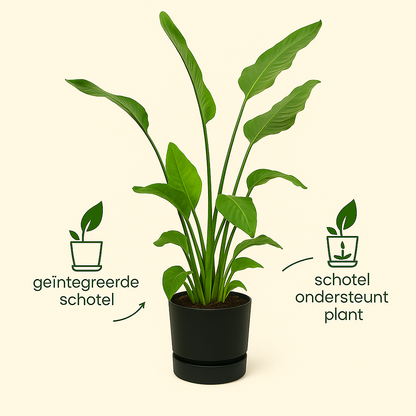 Strelitzia Nicolai Incl Elho Greenville Bloempot Zwart - H 160 cm - Ø 30 cm