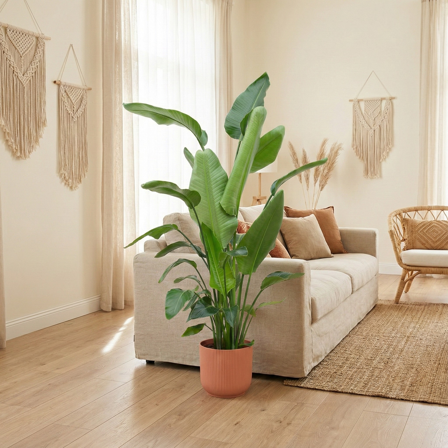 Strelitzia Nicolai Incl. Elho Bloempot Vibes Roze - H 180 cm - Ø 30 cm