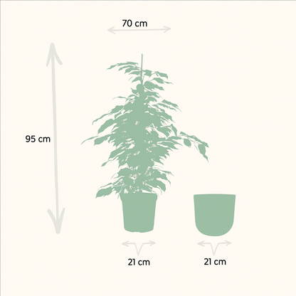 Ficus Benjamina Danielle Incl. Bloempot Mayk Goud - H 95 cm - Ø 21 cm