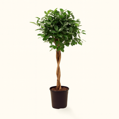 Ficus Microcarpa moclame - H 110 cm - Ø 23 cm