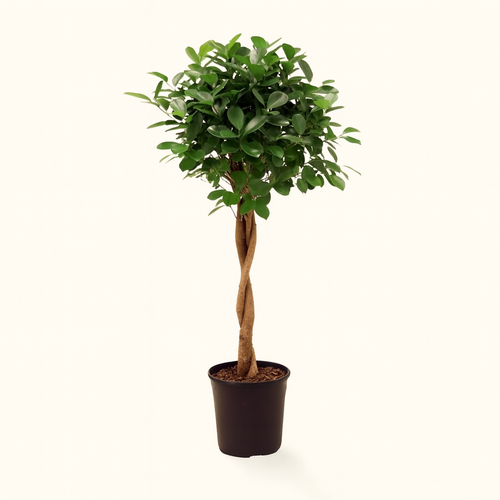 Ficus Microcarpa moclame - H 110 cm - Ø 23 cm