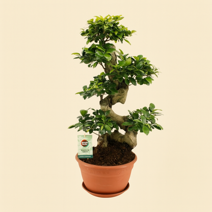 Ficus Microcarpa Ginseng - H 70 cm - Ø 27 cm