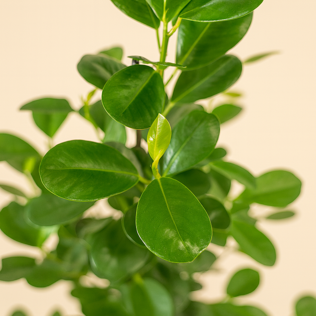 Ficus microcarpa Moclame - H 95 cm - Ø 21 cm