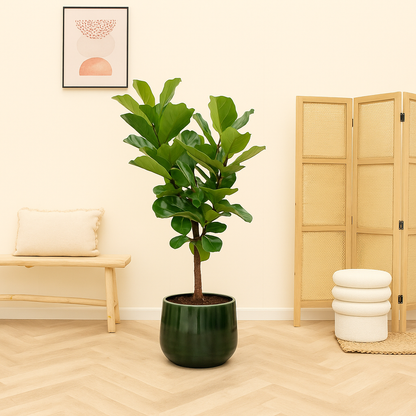 Ficus Lyrata Vertakt - H 130 cm - Ø 27 cm