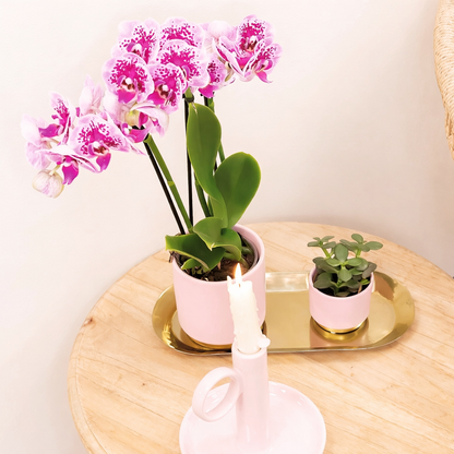 Paars/Roze Orchidee Madrid - Ø9cm