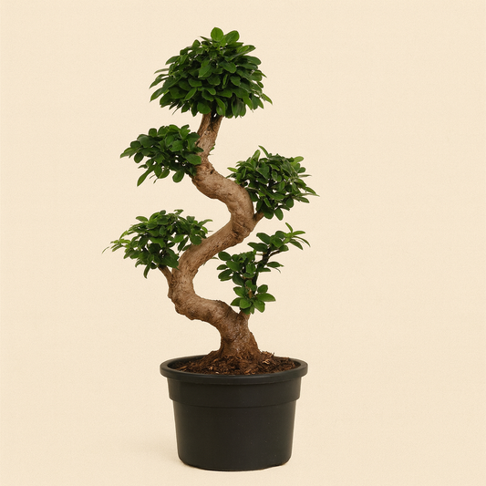 Ficus Microcarpa Ginseng - H 80 cm - Ø 23 cm