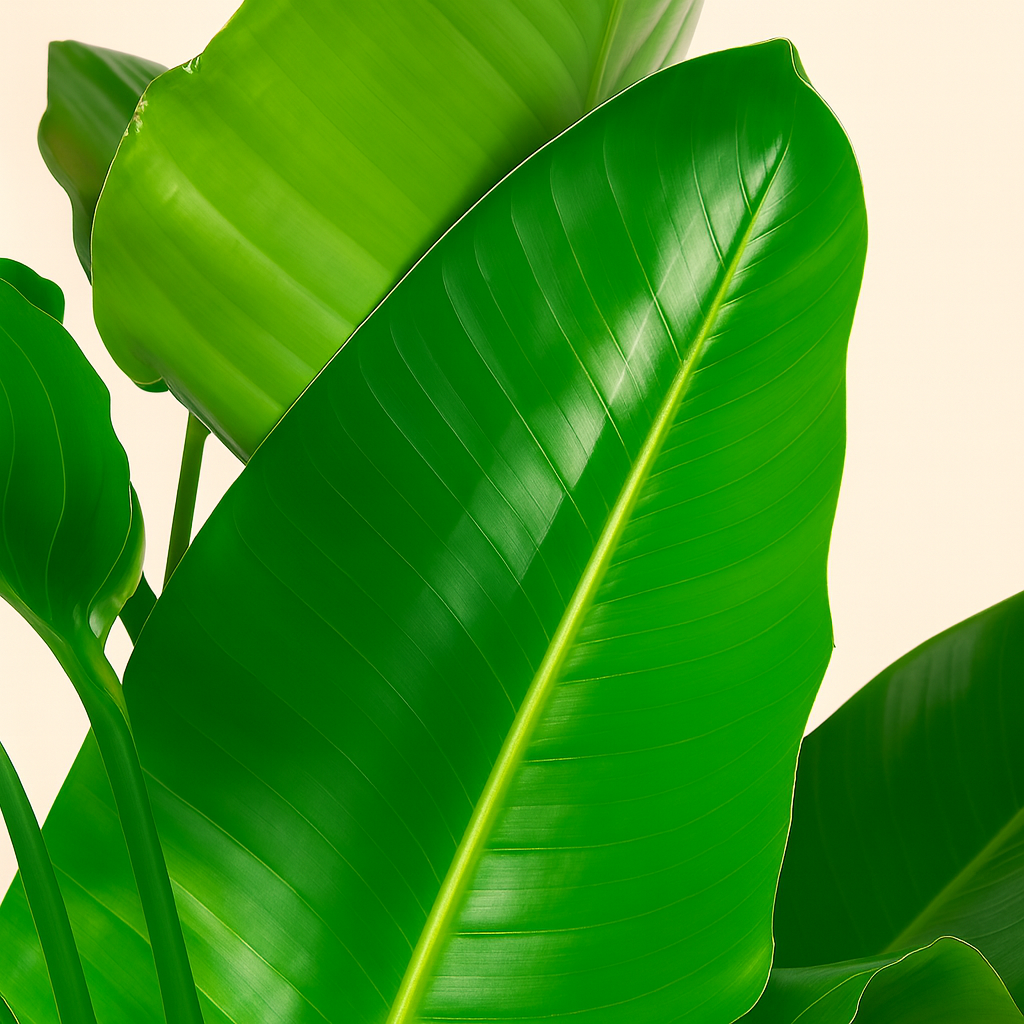 Strelitzia Nicolai Incl. Elho Bloempot Vibes Roze - H 160 cm - Ø 30 cm
