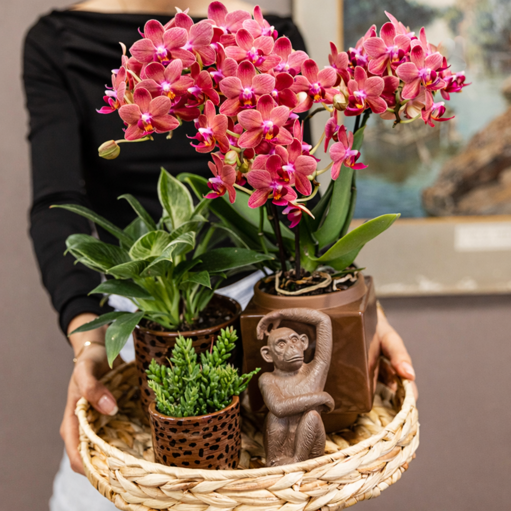 Rode Orchidee Maroc - Ø9cm