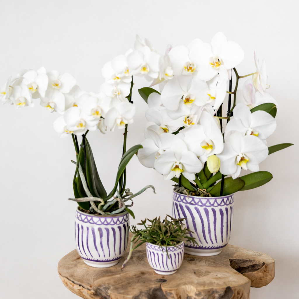 Witte Orchidee Anna - Ø9cm