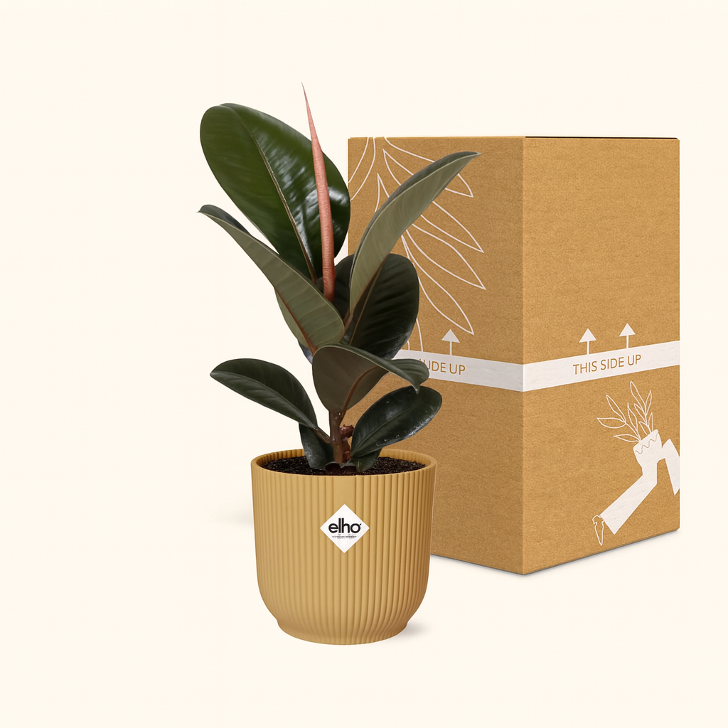 Ficus Elastica Robusta Incl. Elho Vibes Geel - H 40 cm - Ø 14 cm