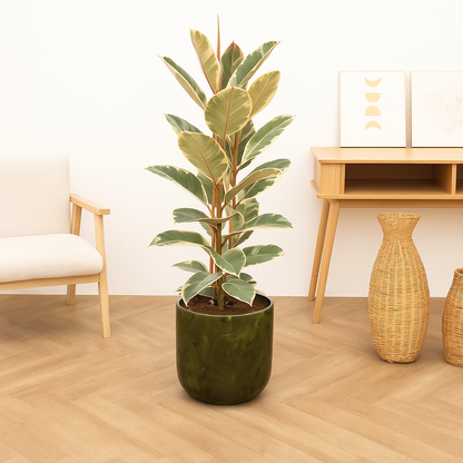 Ficus Elastica Tineke - H 100 cm - Ø 27 cm