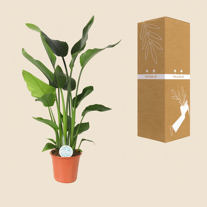 Strelitzia Nicolai - H 110 cm - Ø 24 cm