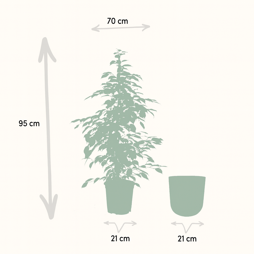 Ficus Benjamina Goldenking Incl. Bloempot Mayk Goud - H 95 cm - Ø 21 cm