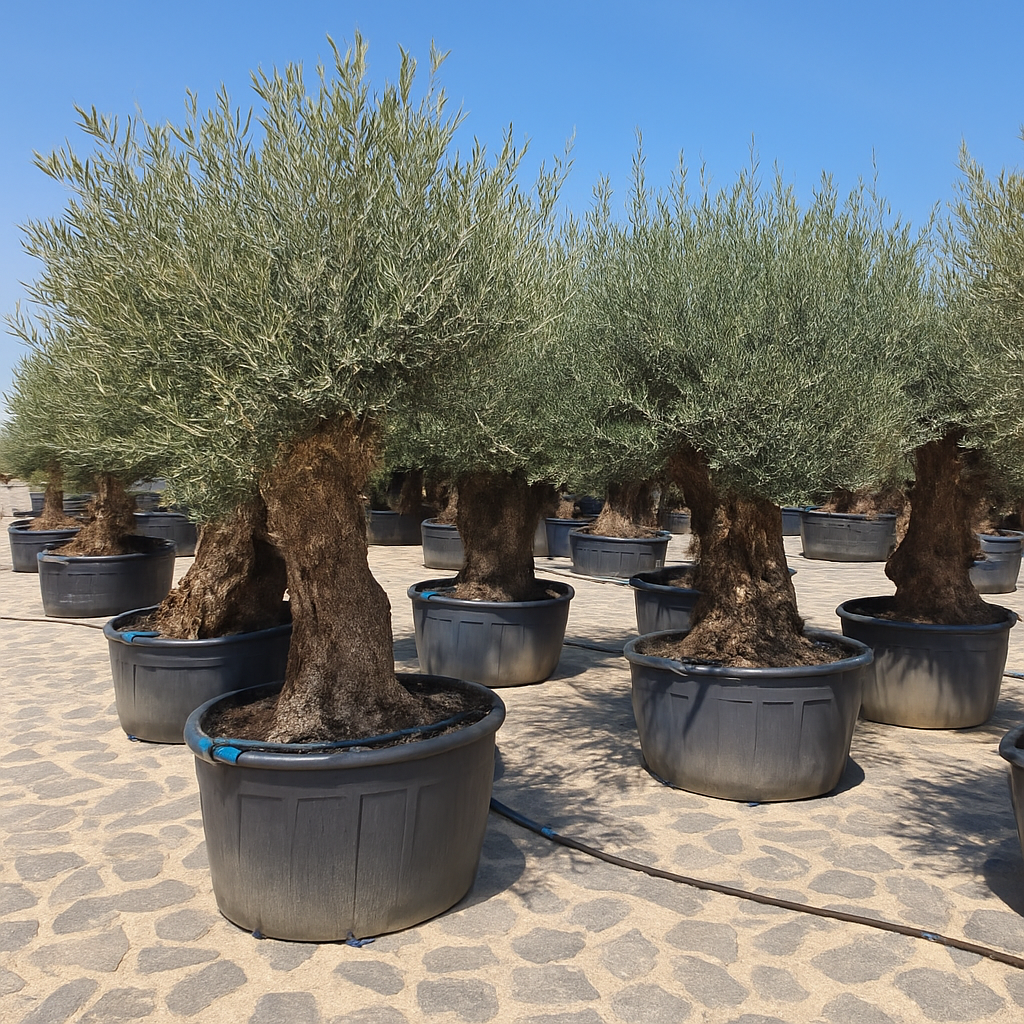 Olea Europaea Bonsai XXL - H 270 cm- Ø 80 cm
