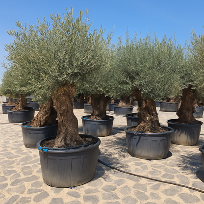 Olea Europaea Bonsai XXL - H 270 cm- Ø 80 cm