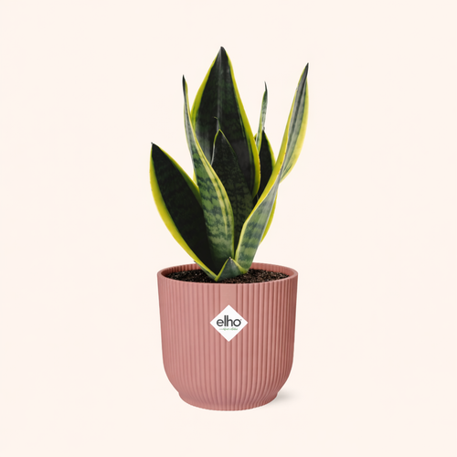 Sansevieria Futura Superba Incl. Elho Vibes Roze -  H 30 cm - Ø 14 cm