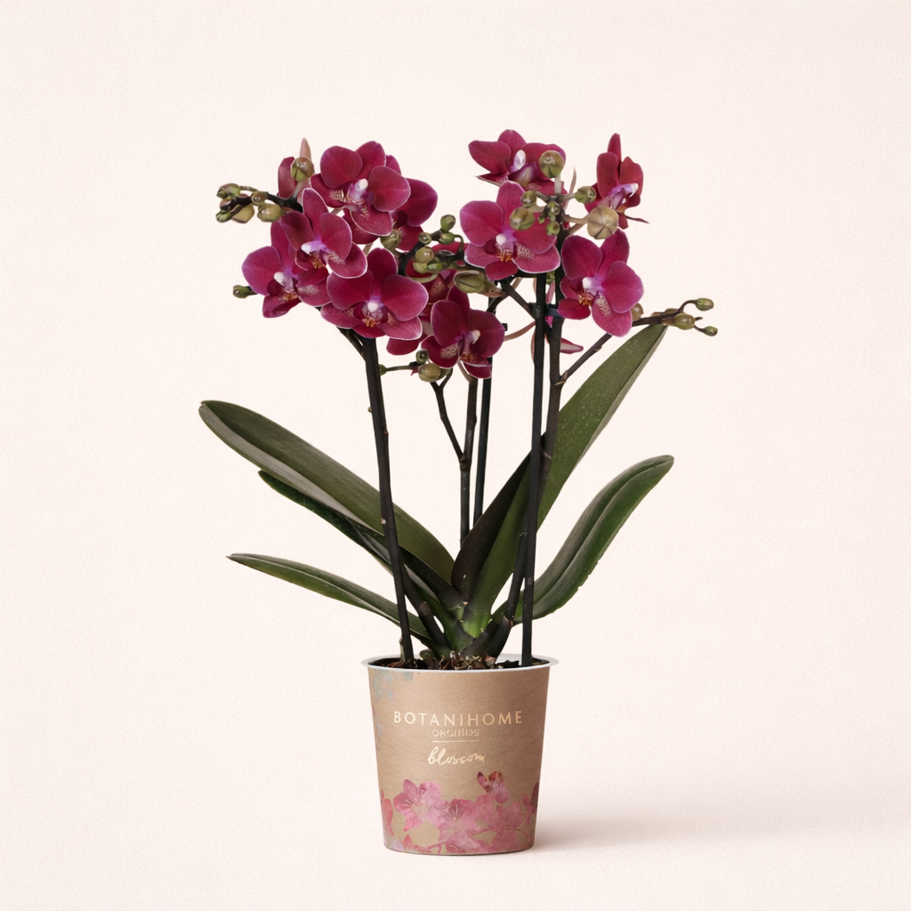 Paarse Orchidee Chamonix - Ø9cm