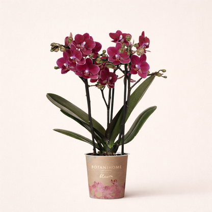 Paarse Orchidee Chamonix - Ø9cm